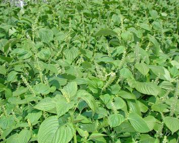 籽粒莧的飼用價值和種植方法管理技術 籽粒莧的飼用價值和種植方法管理技術