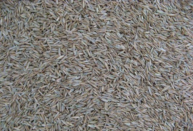 多年生黑麥草在我國的發(fā)展形式為何會(huì)這么的好? 多年生黑麥草在我國的發(fā)展形式為何會(huì)這么的好?