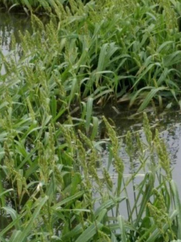 小米草的種植要求之小龍蝦養(yǎng)殖要求