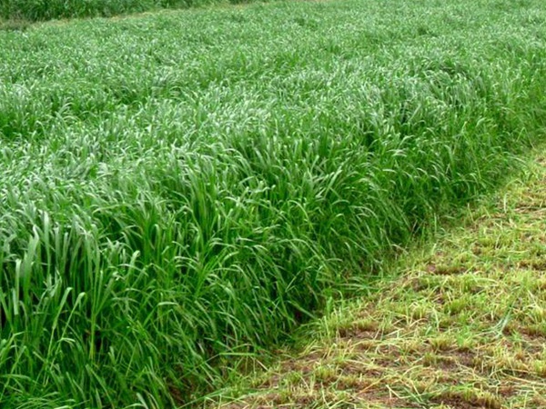 牧草養豬技術有什么需要注意的，牧草種植方法有哪些？