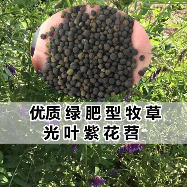 優質養蜂蜜源植物、牧草光葉紫花苕的種植技術 優質養蜂蜜源植物、牧草光葉紫花苕的種植技術
