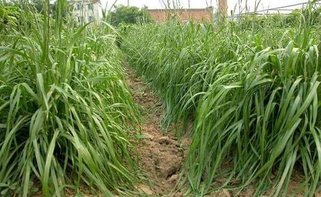 這么優質的高丹草牧草，怎么種植比較好？