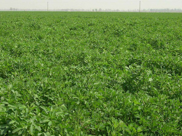 紫花苜蓿種子收獲方法以及管理技術 紫花苜蓿種子收獲方法以及管理技術