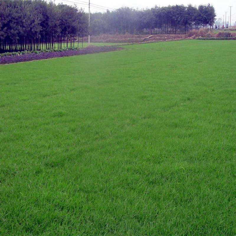 公路護坡常用草坪種子——高羊茅