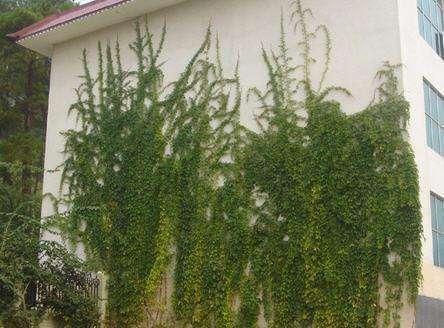 爬山虎也能做盆景？生長能力比較好，抗旱能力不錯