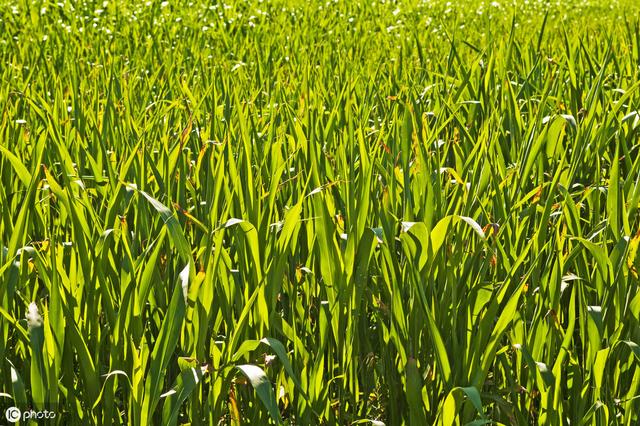 牛羊愛吃的蘇丹草，獲得高產(chǎn)量牧草需要這樣種植