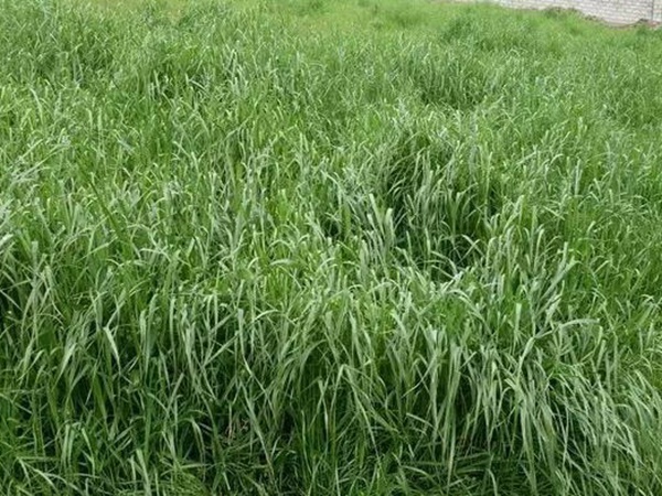 墨西哥玉米種子播種方法以及種植步驟