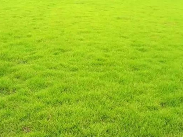 狗牙根草坪建植方法以及播種需要注意的