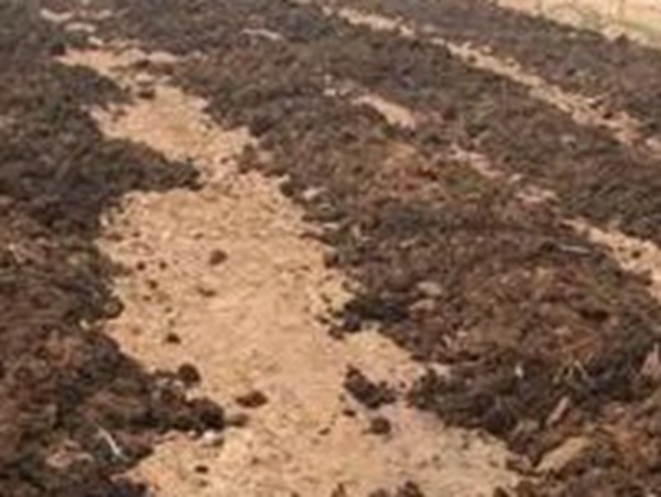 種植墨西哥玉米有這幾個要點(diǎn)，掌握好這幾個要點(diǎn)獲得高產(chǎn)量