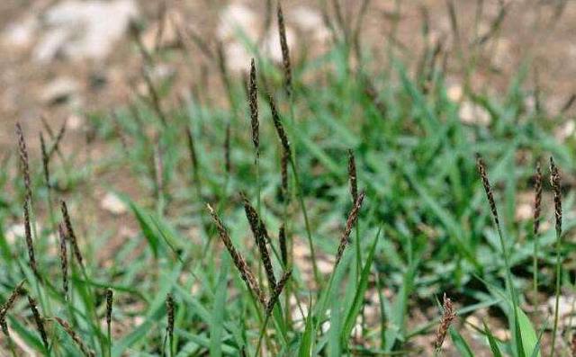 優質草坪草——結縷草經濟價值與播種技術
