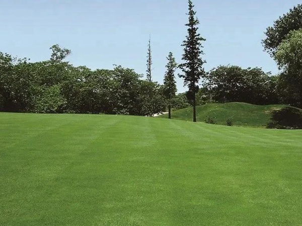 草坪養護 | 夏季管理管理技術要點與栽培方法 草坪養護 | 夏季管理管理技術要點與栽培方法