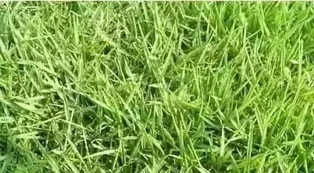 花園草坪的種植方法與養護管理經驗