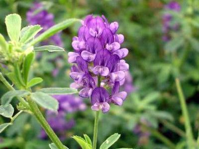 紫花苜蓿草如何種植，紫花苜蓿種植需要幾個步驟？