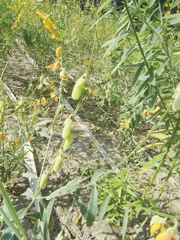 豬屎豆栽培技術與管理應用方法