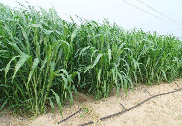 優(yōu)質(zhì)牧草——高丹草，種植高丹草種子如何高產(chǎn)？