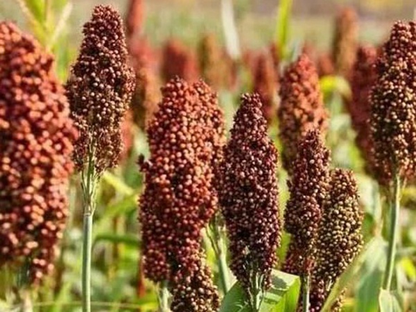 甜高粱簡單的種植方法，如何播種