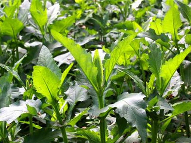 串葉松香草主要價值以及栽培技術介紹