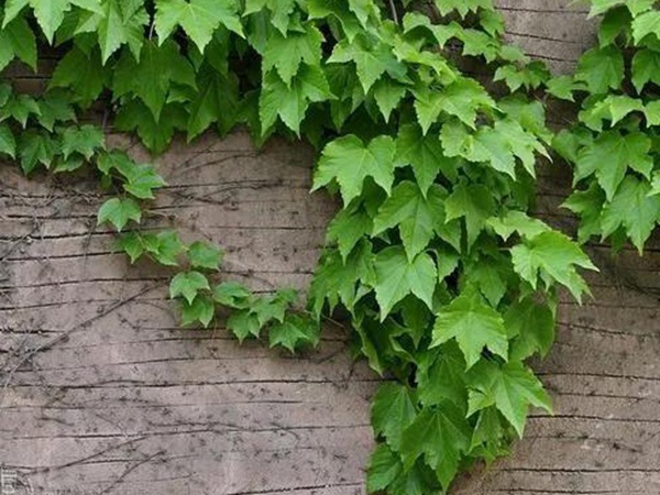 爬山虎如何種，爬山虎種植方法有哪些？