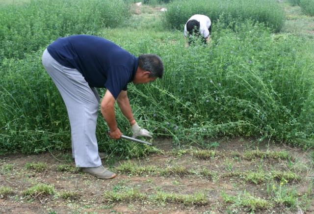 牧草之王—紫花苜蓿高產培育技術