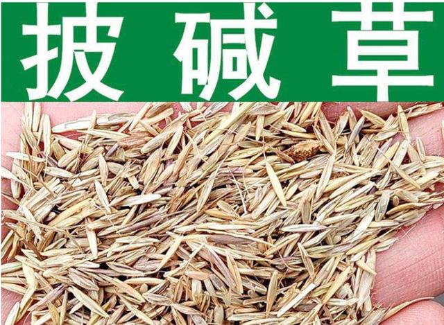 想要披堿草種子的發芽率高,有什么好的方法? 想要披堿草種子的發芽率高,有什么好的方法?