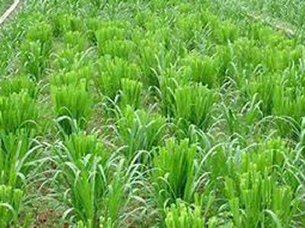 牧草要怎么種植比較好,有什么好的方法? 牧草要怎么種植比較好,有什么好的方法?