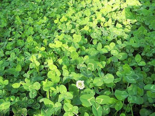 白三葉草優點有哪些，觀賞性怎么樣