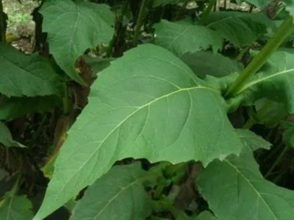 串葉松香草的營(yíng)養(yǎng)價(jià)值以及栽培技術(shù)介紹