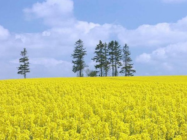油菜種子品種繁多，去哪可以買到質量好的種子？