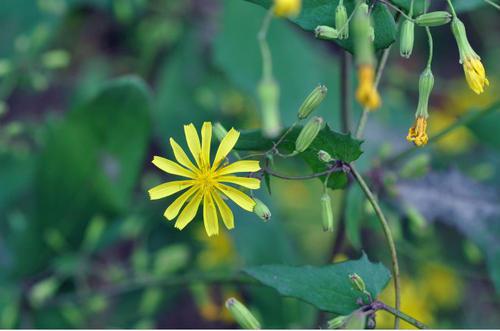 飼料牧草，苦荬菜的詳情介紹