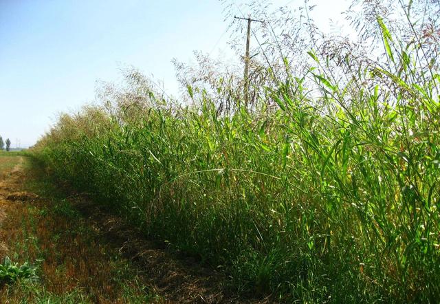 優(yōu)質(zhì)的牧草——蘇丹草，怎么種植可以高產(chǎn)