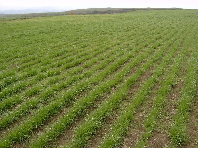 養牛、羊種植什么牧草好?種植如何利用? 養牛、羊種植什么牧草好?種植如何利用?