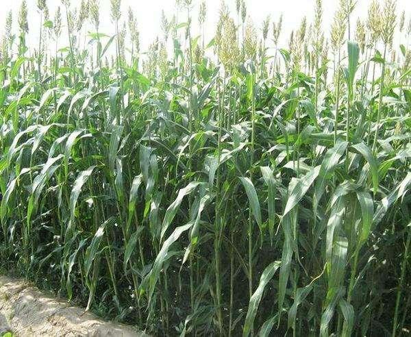 優(yōu)質(zhì)牧草——高丹草，種植高丹草種子如何高產(chǎn)？