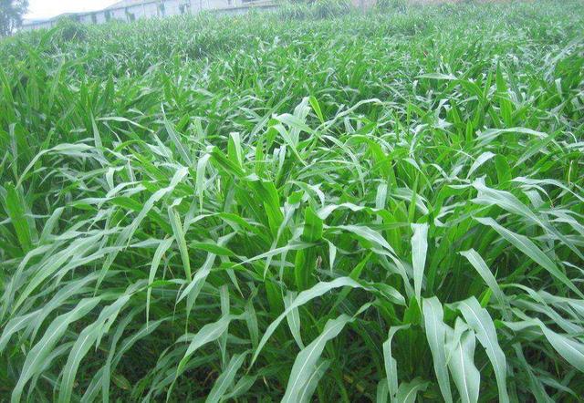 優(yōu)質(zhì)牧草——高丹草，種植高丹草種子如何高產(chǎn)？