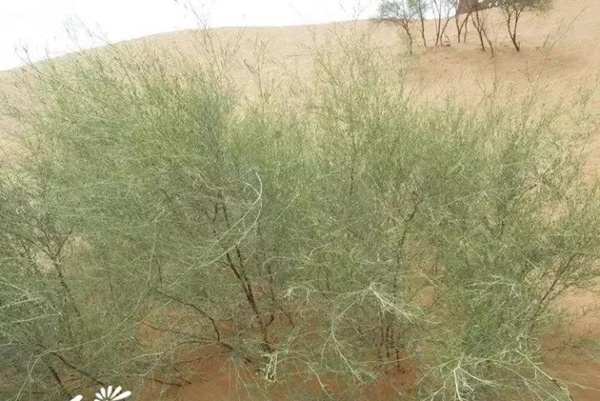 園林中發現美麗的你——花棒