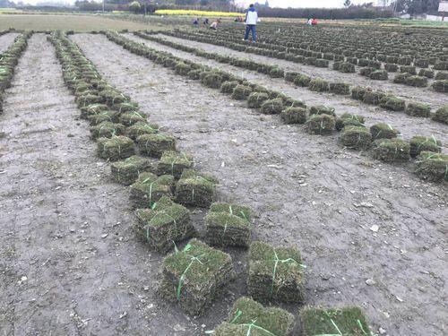 綠化草坪種類(lèi)圖片，不同的草坪用途和功能都有所差別