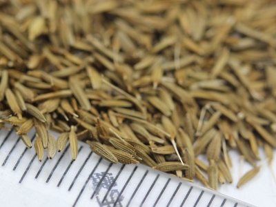 [蒲公英]蒲公英種子價格_圖片_播種方法