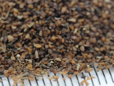 [婆婆納]婆婆納種子價格_圖片_播種方法