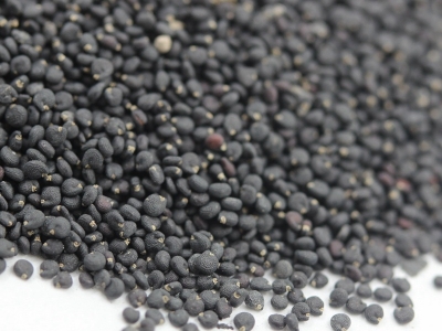 [馬齒莧]馬齒莧種子價格_圖片_播種方法