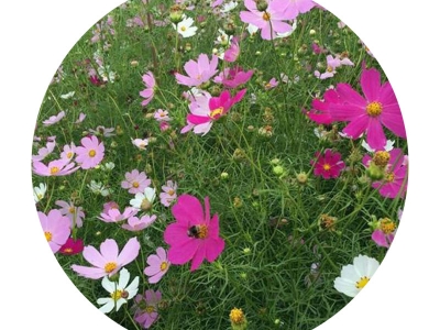 [進(jìn)口野花組合]進(jìn)口野花組合種子價(jià)格_圖片_播種方法