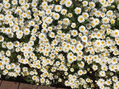 [進(jìn)口小雛菊]進(jìn)口小雛菊種子價(jià)格_圖片_播種方法