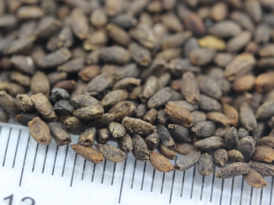 [一串紅]一串紅種子價(jià)格_圖片_播種方法