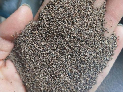 [委陵菜]委陵菜種子價格_圖片_播種方法