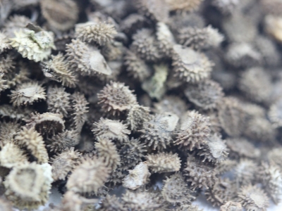 [勿忘我]勿忘我種子價格_圖片_播種方法