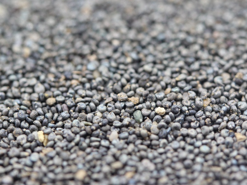 松葉牡丹 松葉牡丹