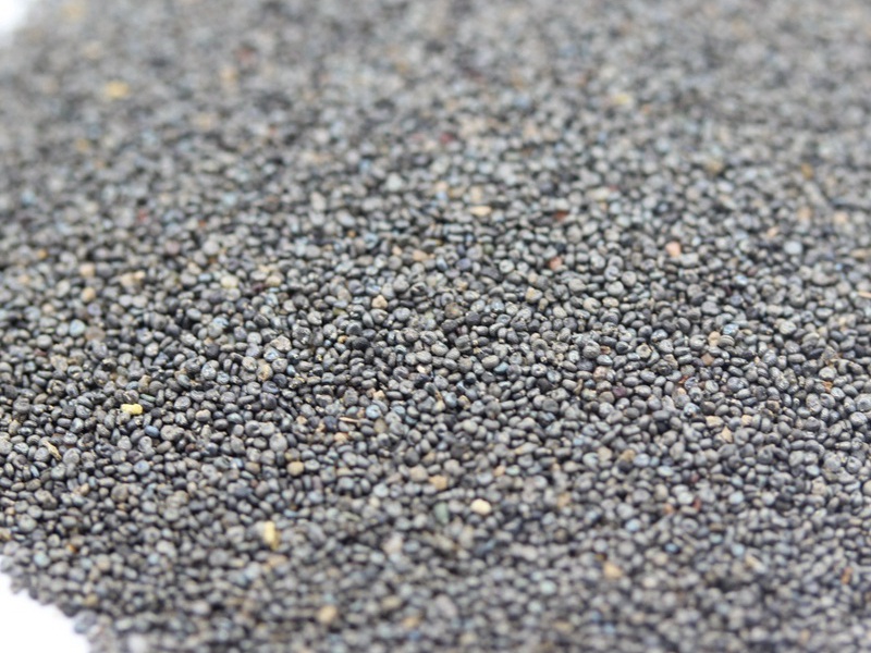 松葉牡丹 松葉牡丹