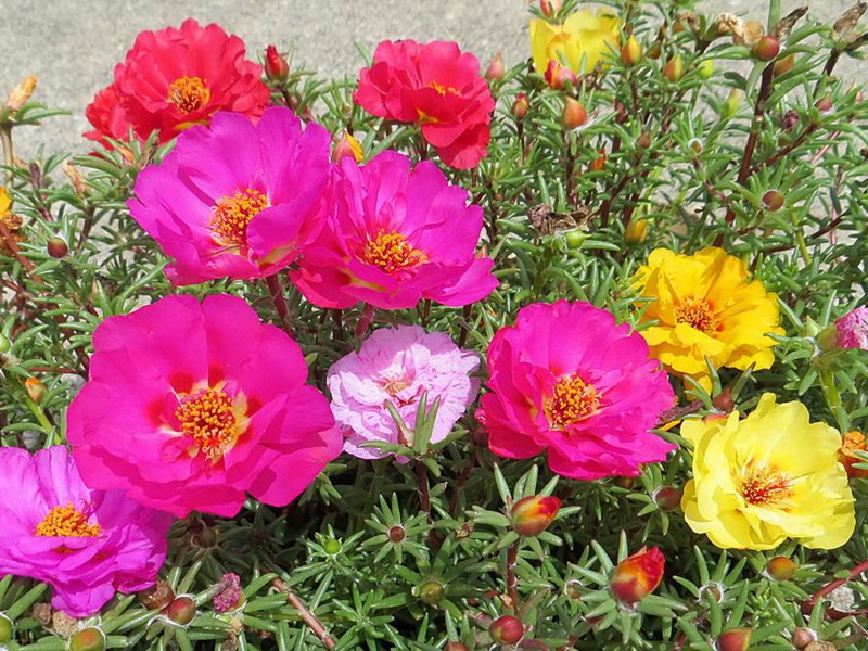 松葉牡丹 松葉牡丹