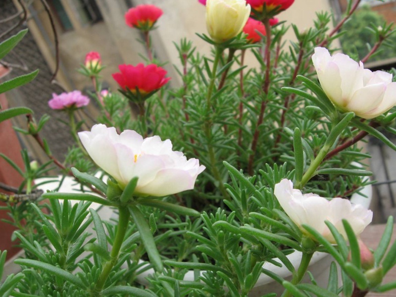 松葉牡丹 松葉牡丹