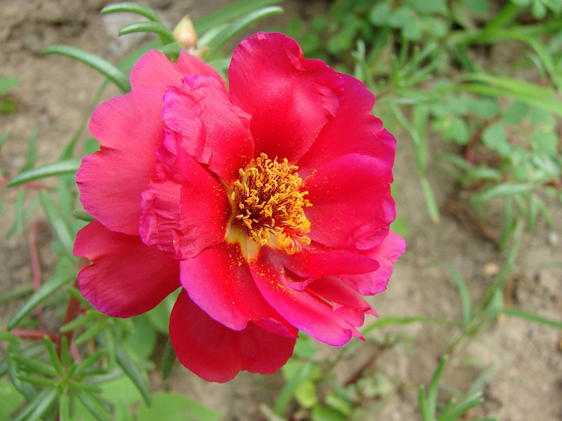 松葉牡丹 松葉牡丹