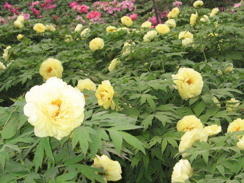 松葉牡丹 松葉牡丹