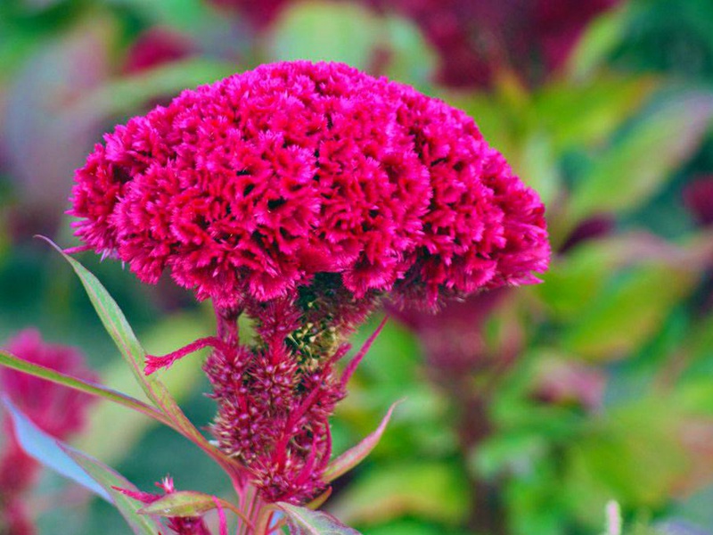 藥用雞冠花 藥用雞冠花